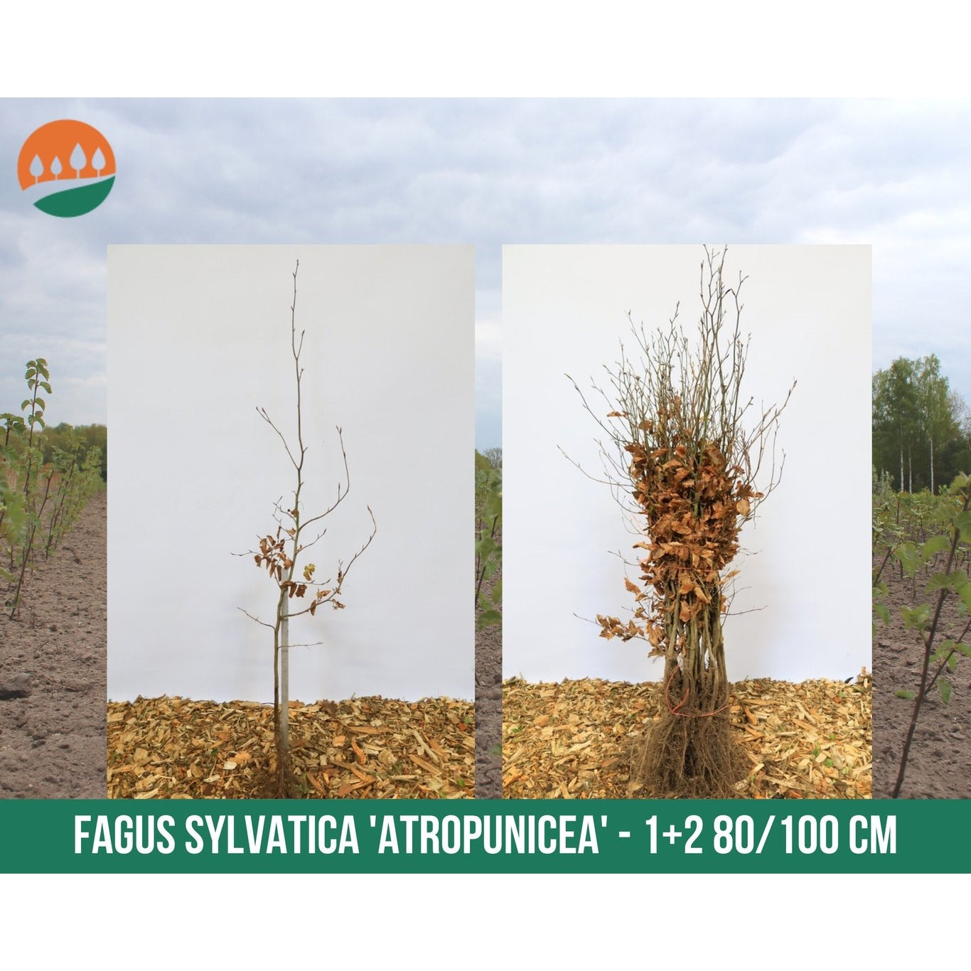 Blodbok – Fagus sylvatica 'Atropunicea' - 80-100 CM bare root 1/2